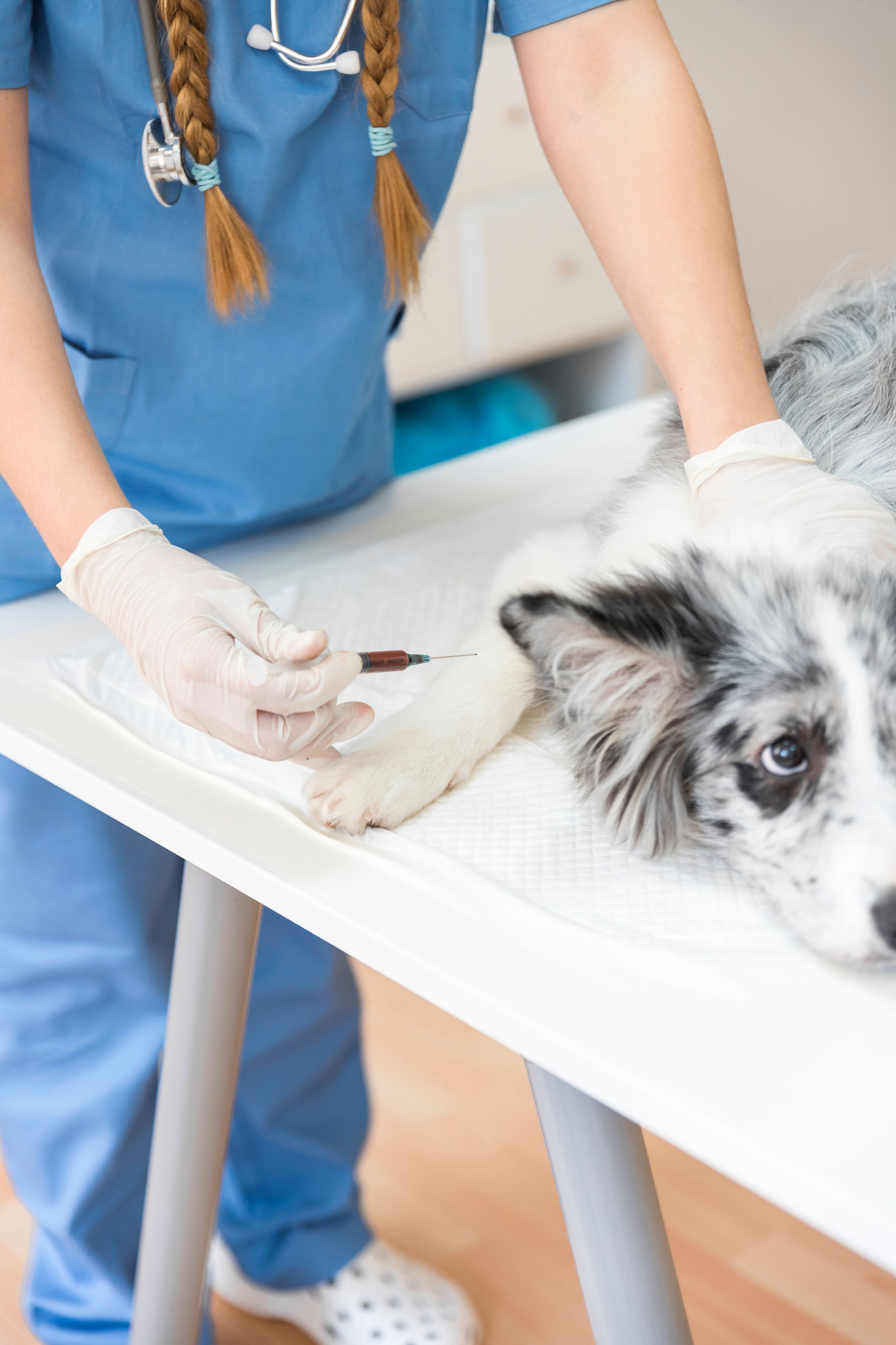 Acupuntura — Marcella Dinelli Veterinária Integrativa São Paulo