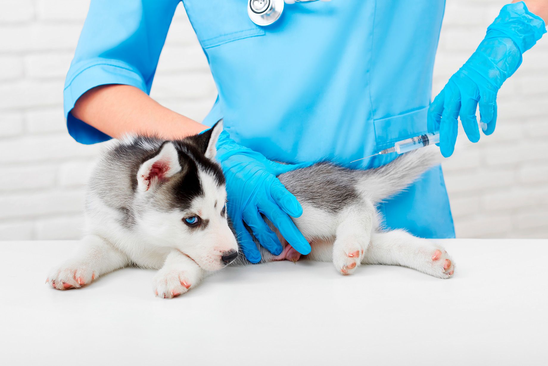 Bioressonância — Marcella Dinelli Veterinária Integrativa São Paulo