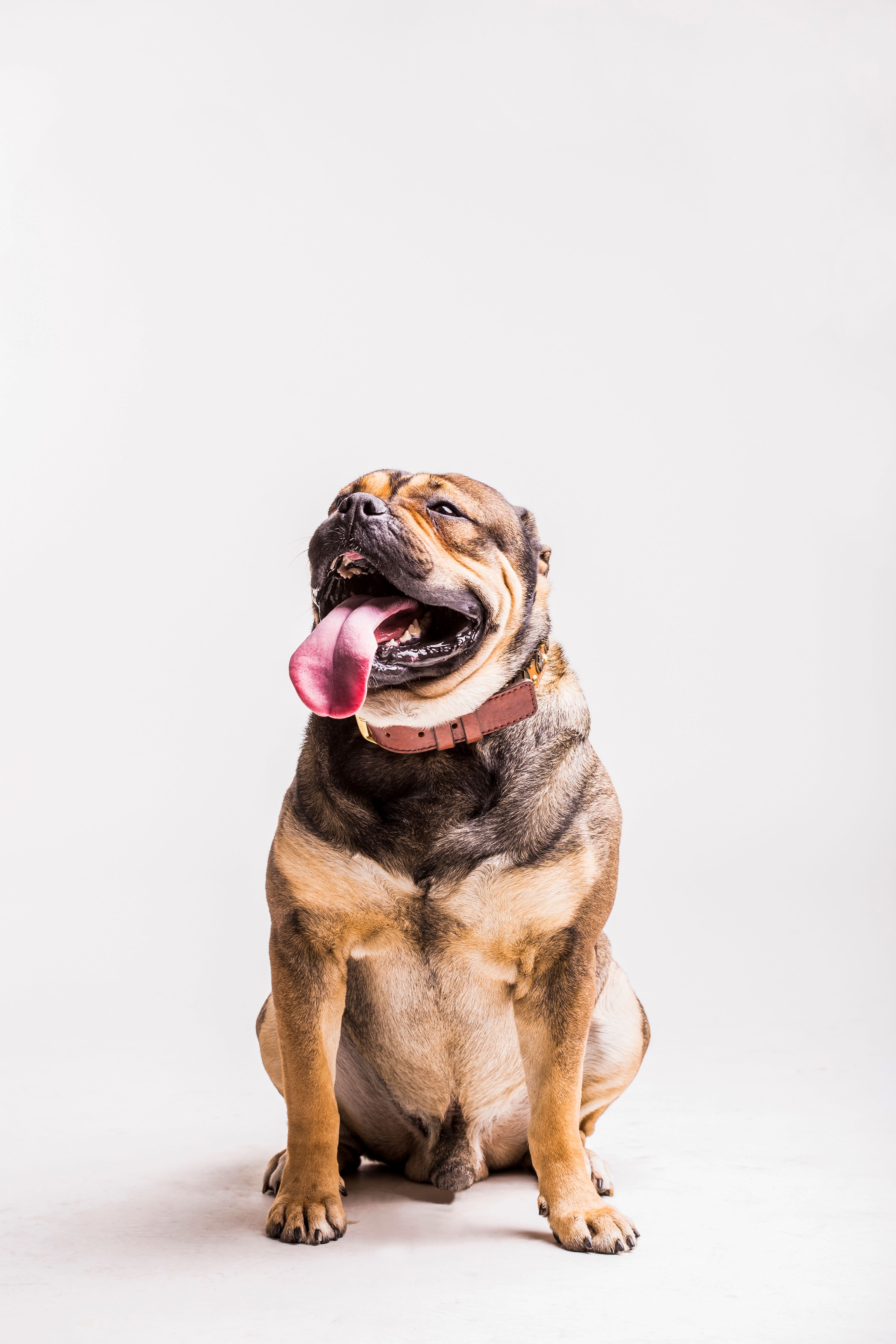 Erva Medicinal — Marcella Dinelli Veterinária Integrativa São Paulo