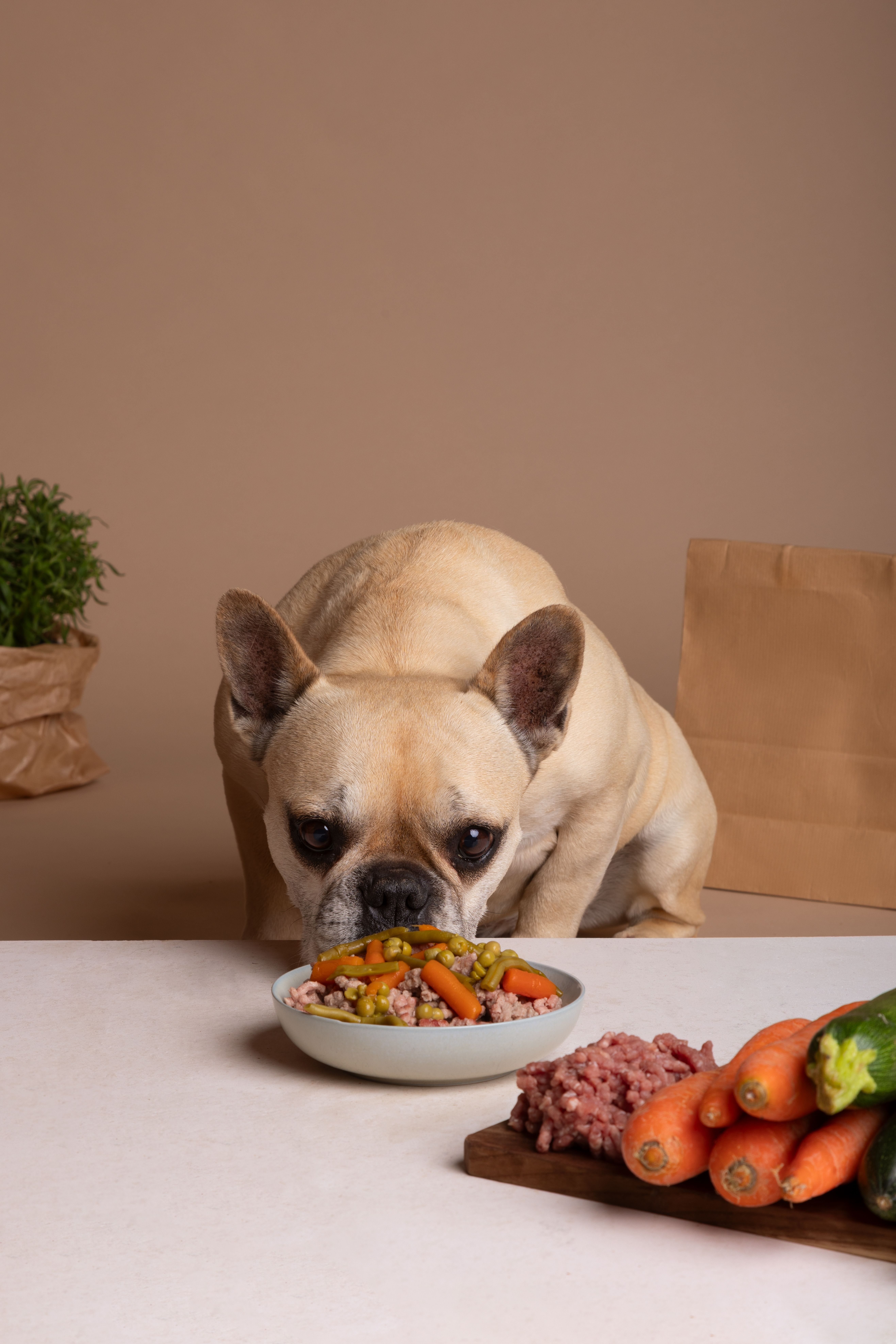 Nutrição Parenteral Parcial — Marcella Dinelli Veterinária Integrativa São Paulo