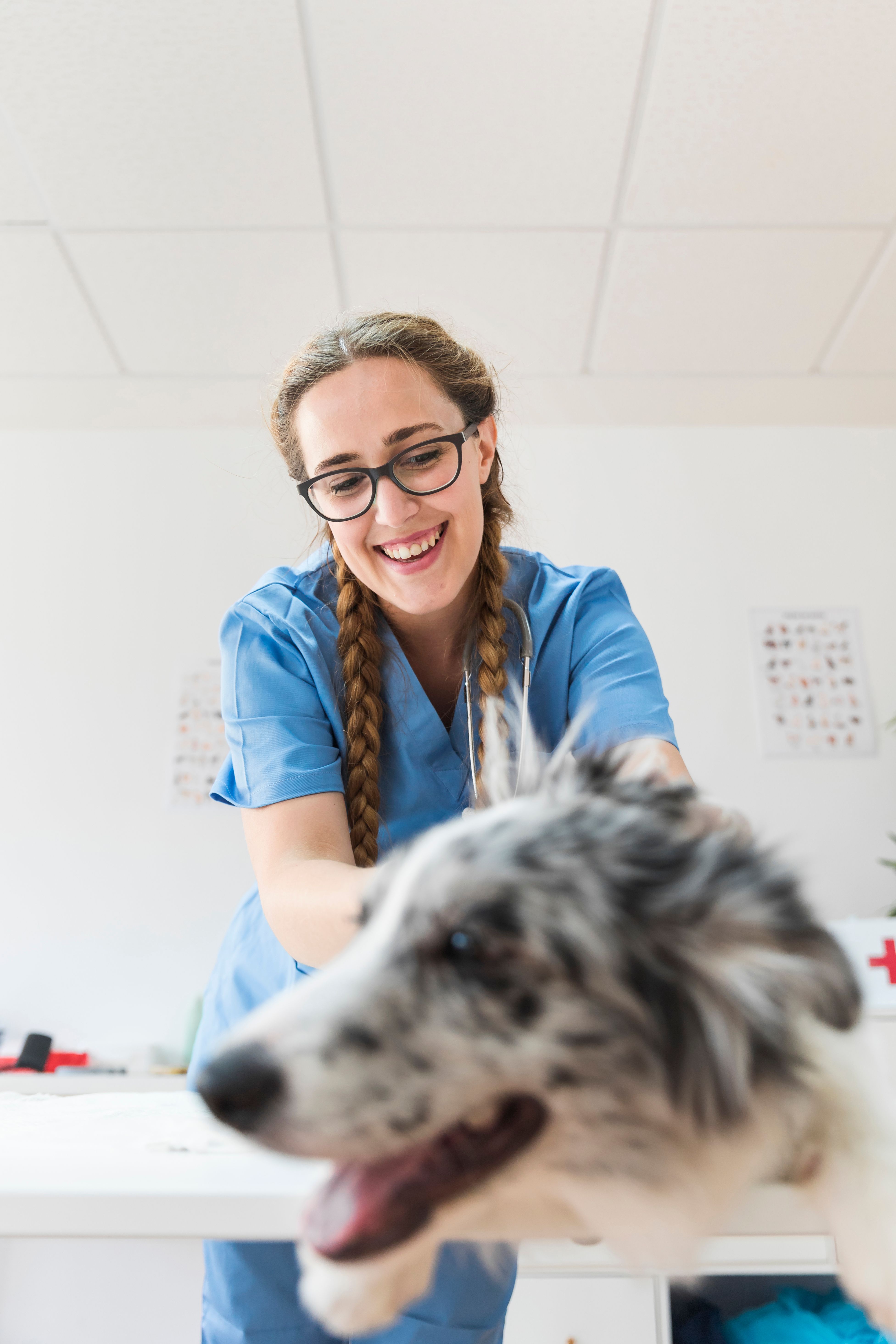 Ozonioterapia — Marcella Dinelli Veterinária Integrativa São Paulo