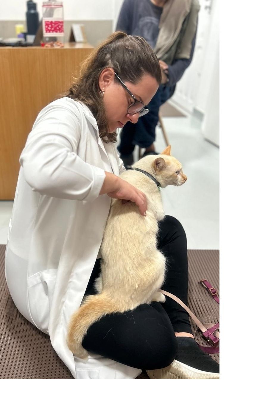 Quiropraxia veterinária: como cães e gatos podem recuperar qualidade de vida com ajustes na coluna