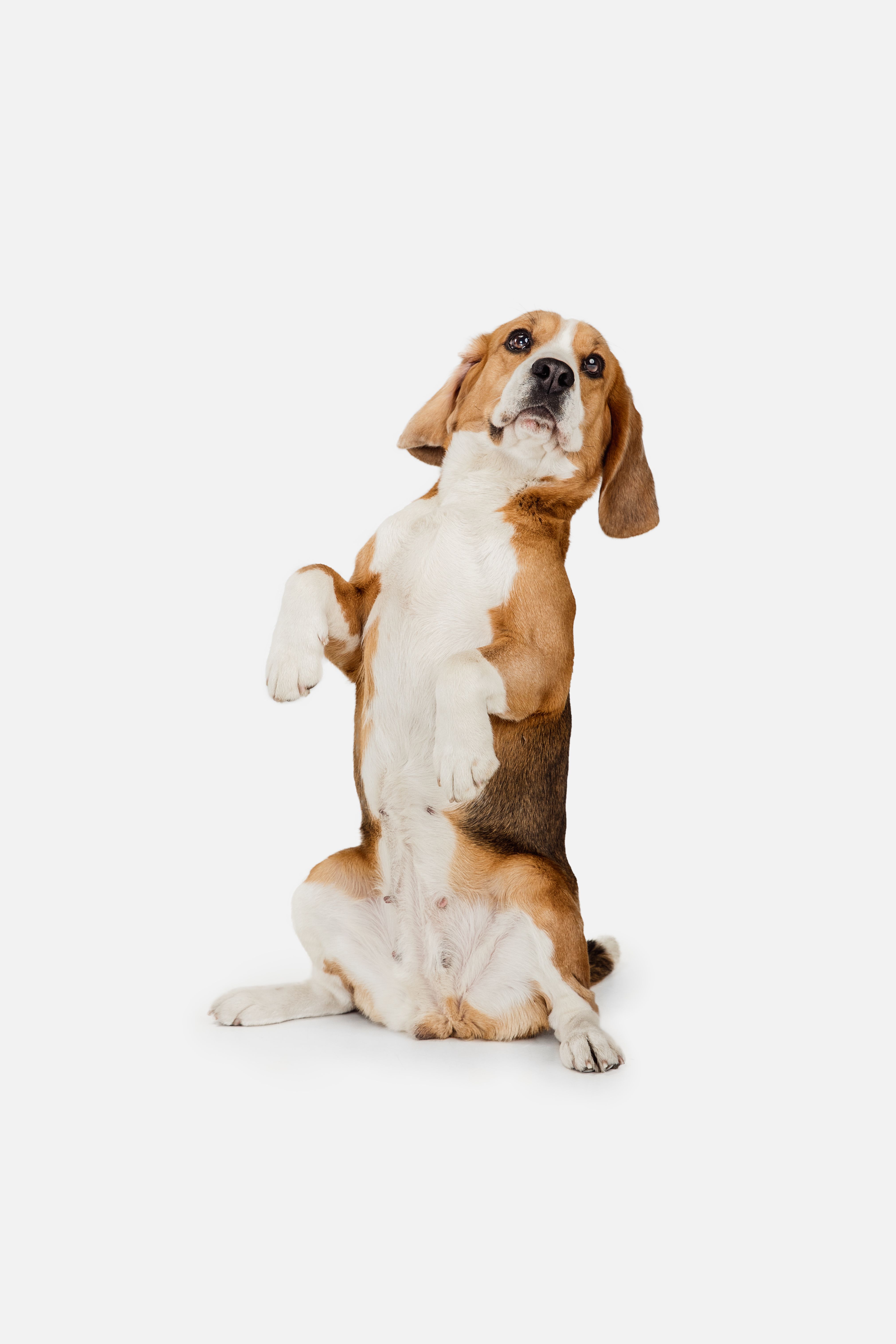 Vacinas — Marcella Dinelli Veterinária Integrativa São Paulo