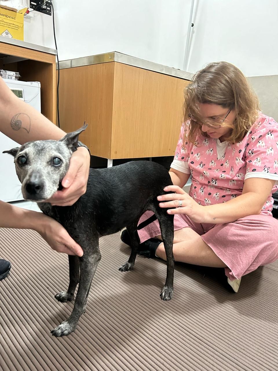 Atendimento na Marcella Dinelli Veterinária Integrativa São Paulo